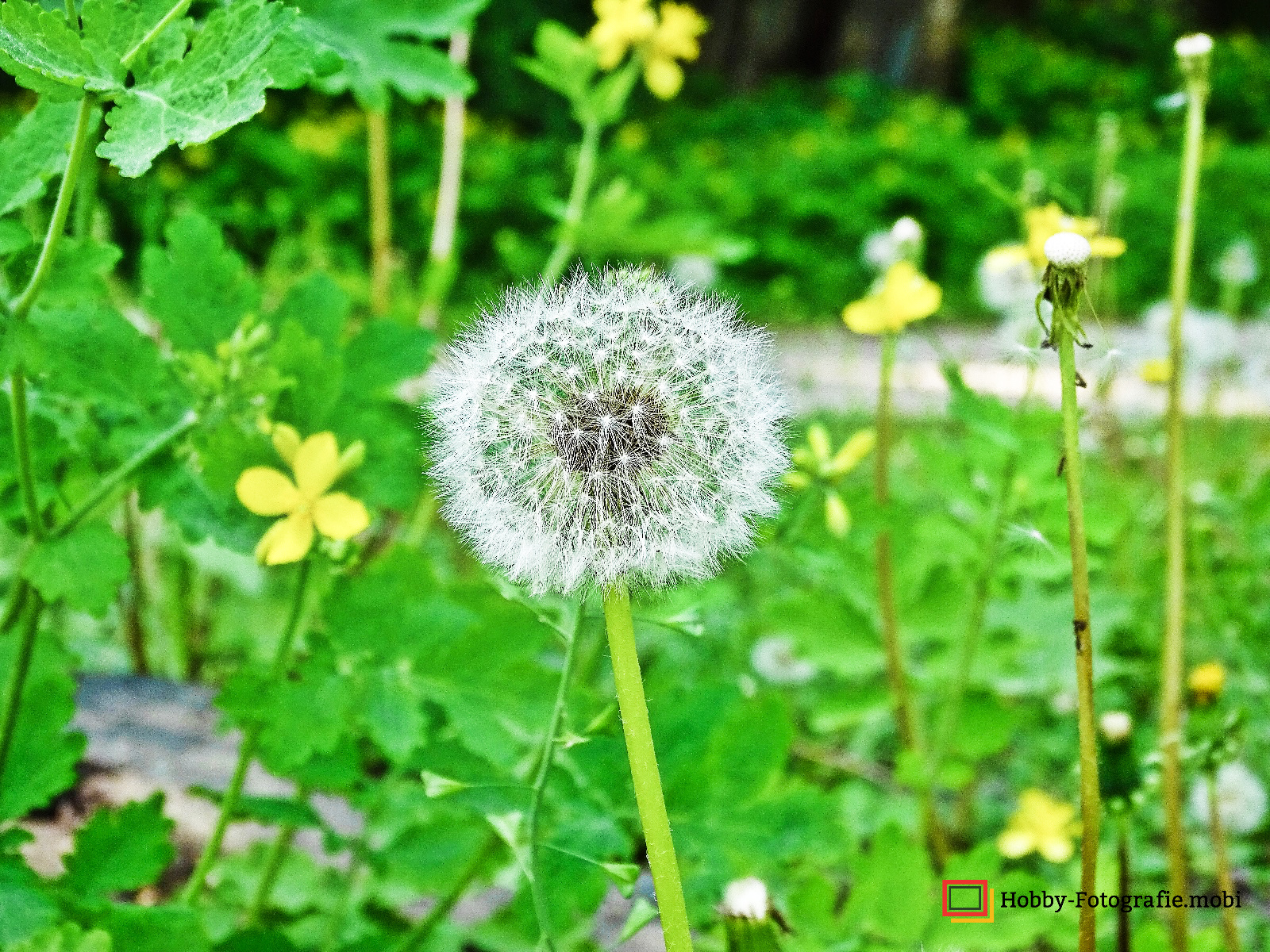 Die schöne Blumenwelt