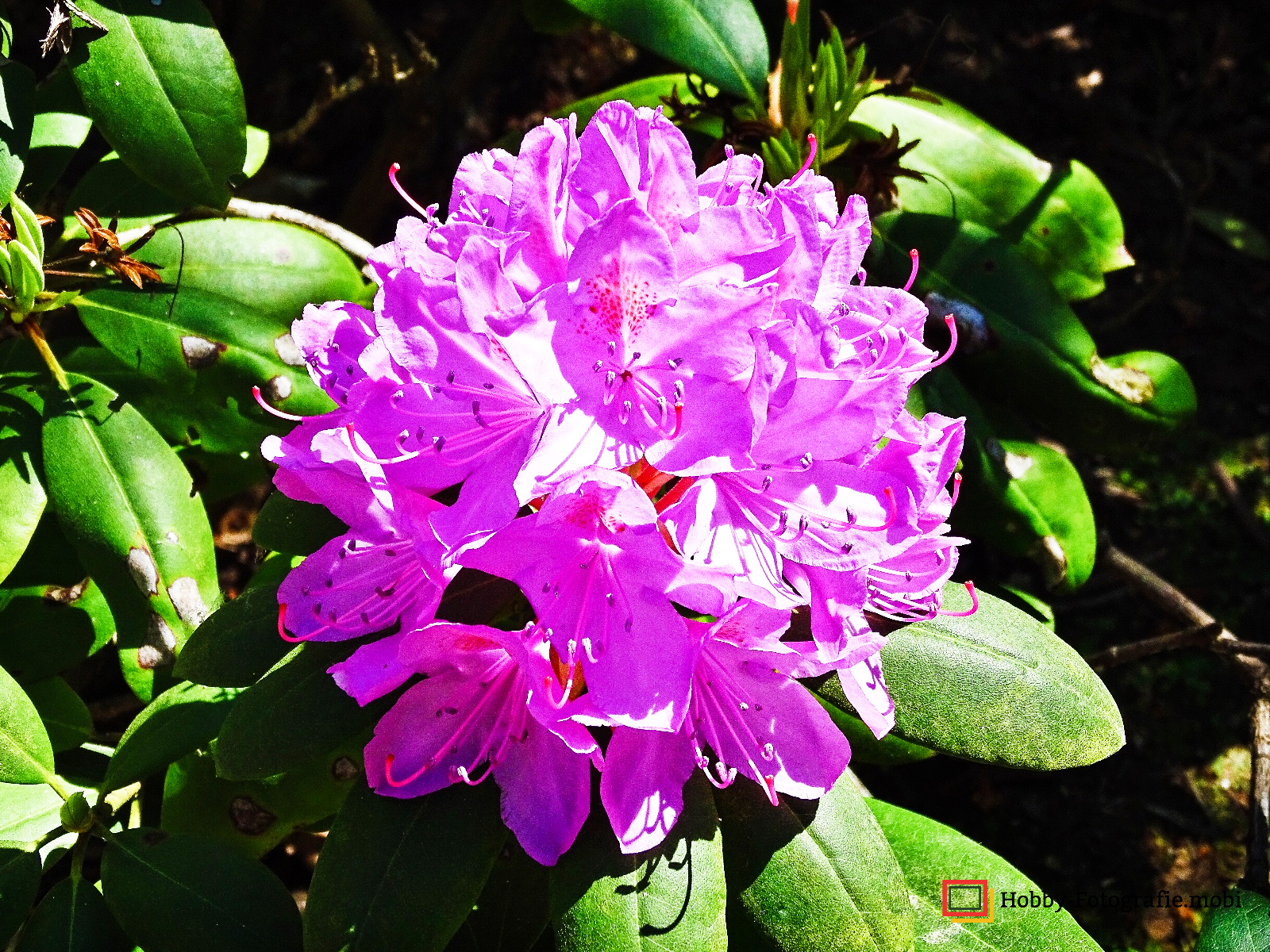 Die schöne Blumenwelt