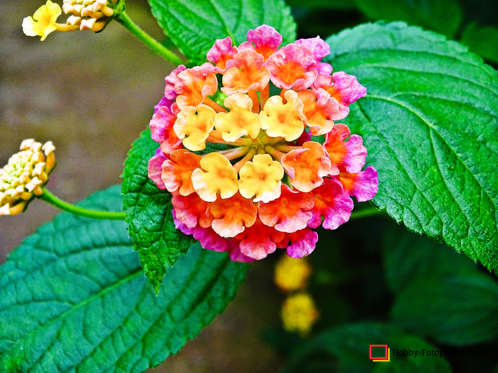 Die schöne Blumenwelt