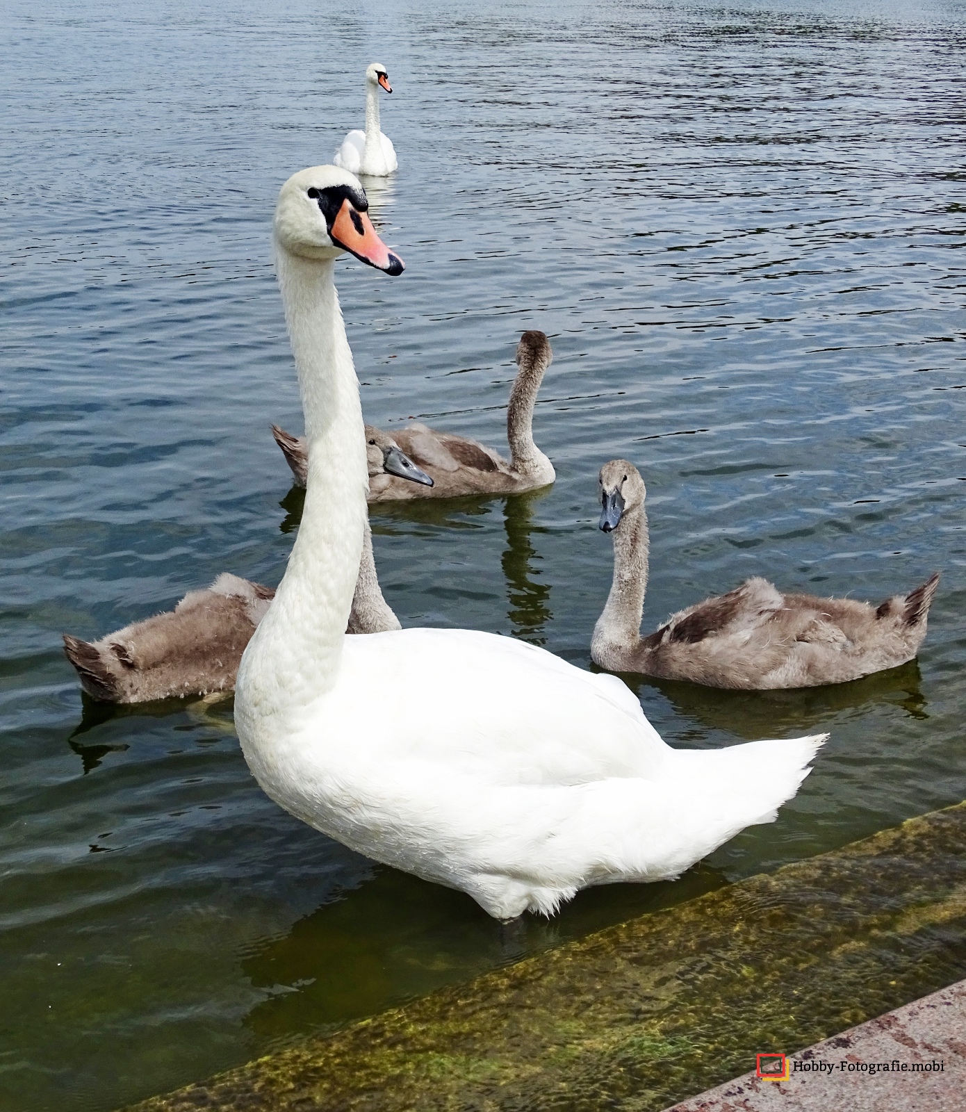 Das Schweriner Schloss