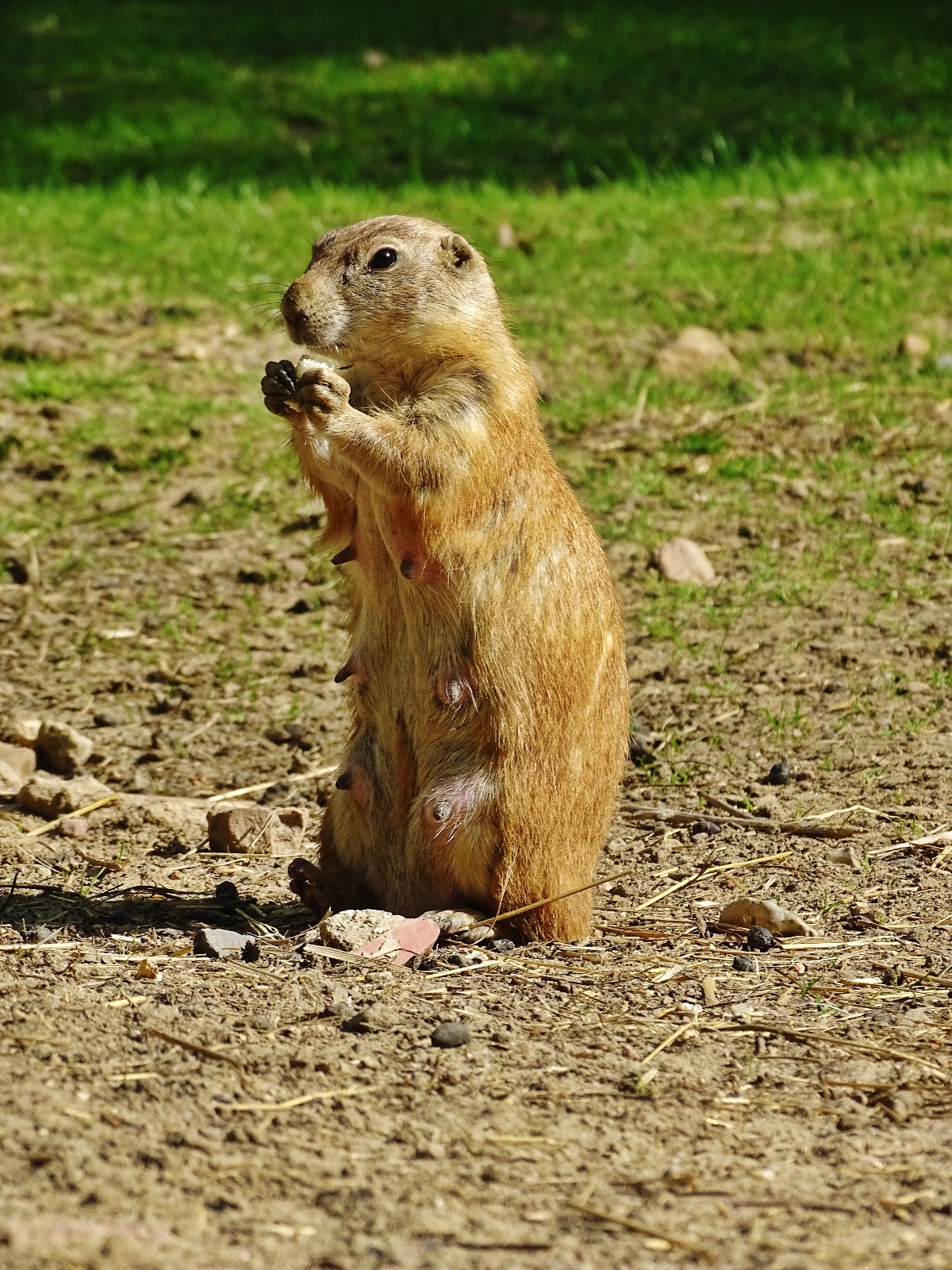 Tierfotografie