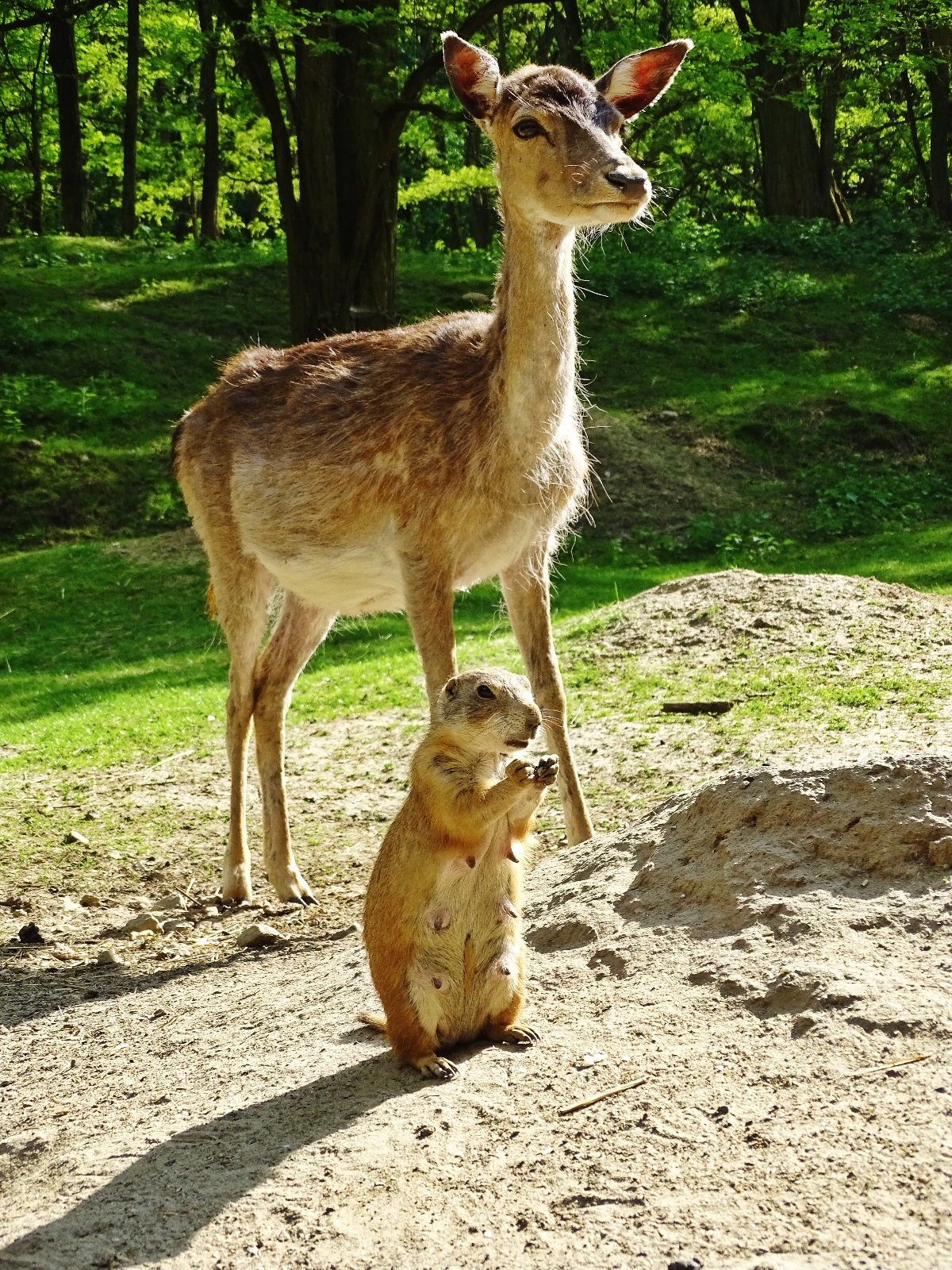  Wildpark Frankfurt  Oder 