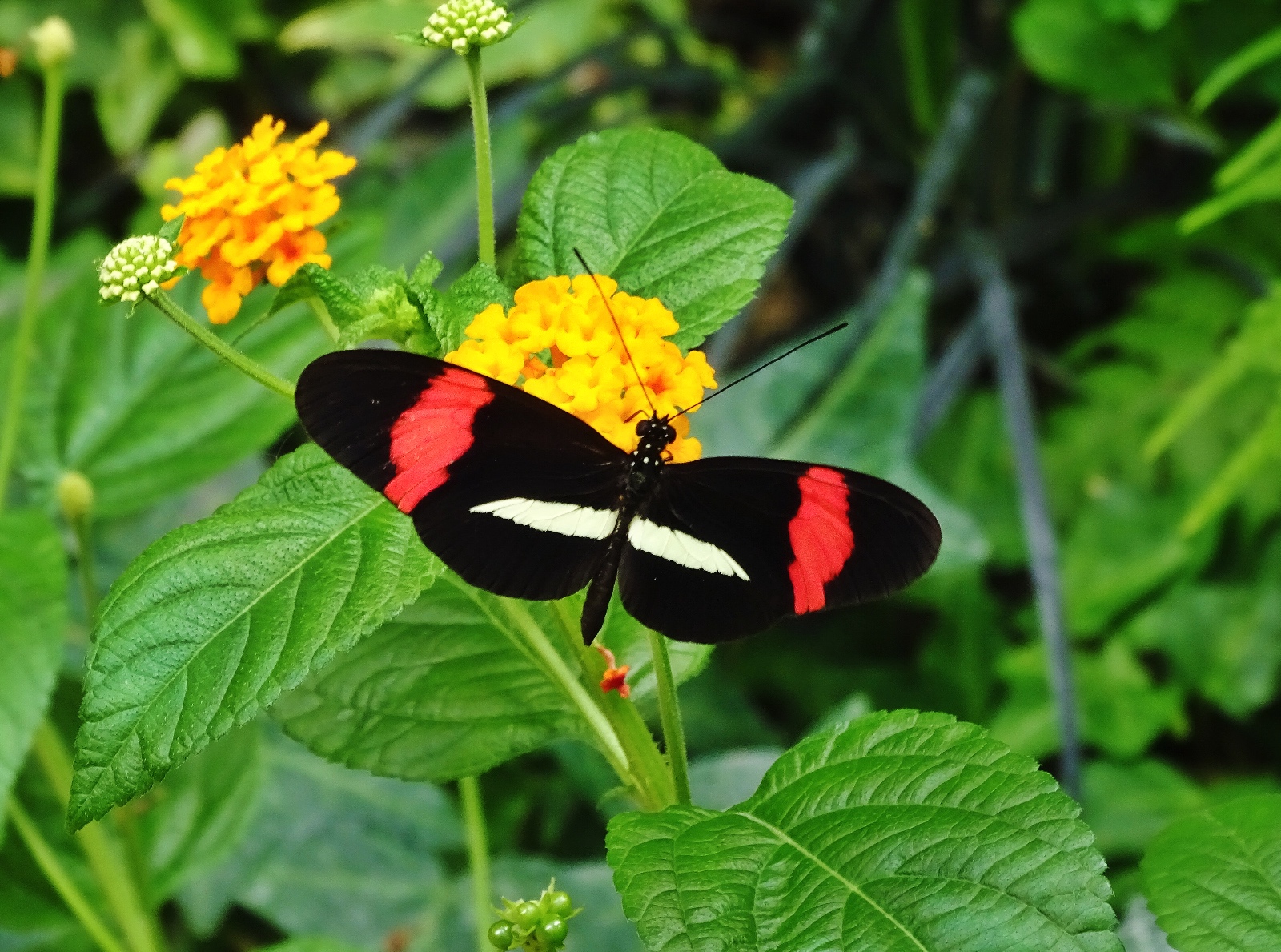 Schmetterlingspark Fehmarn