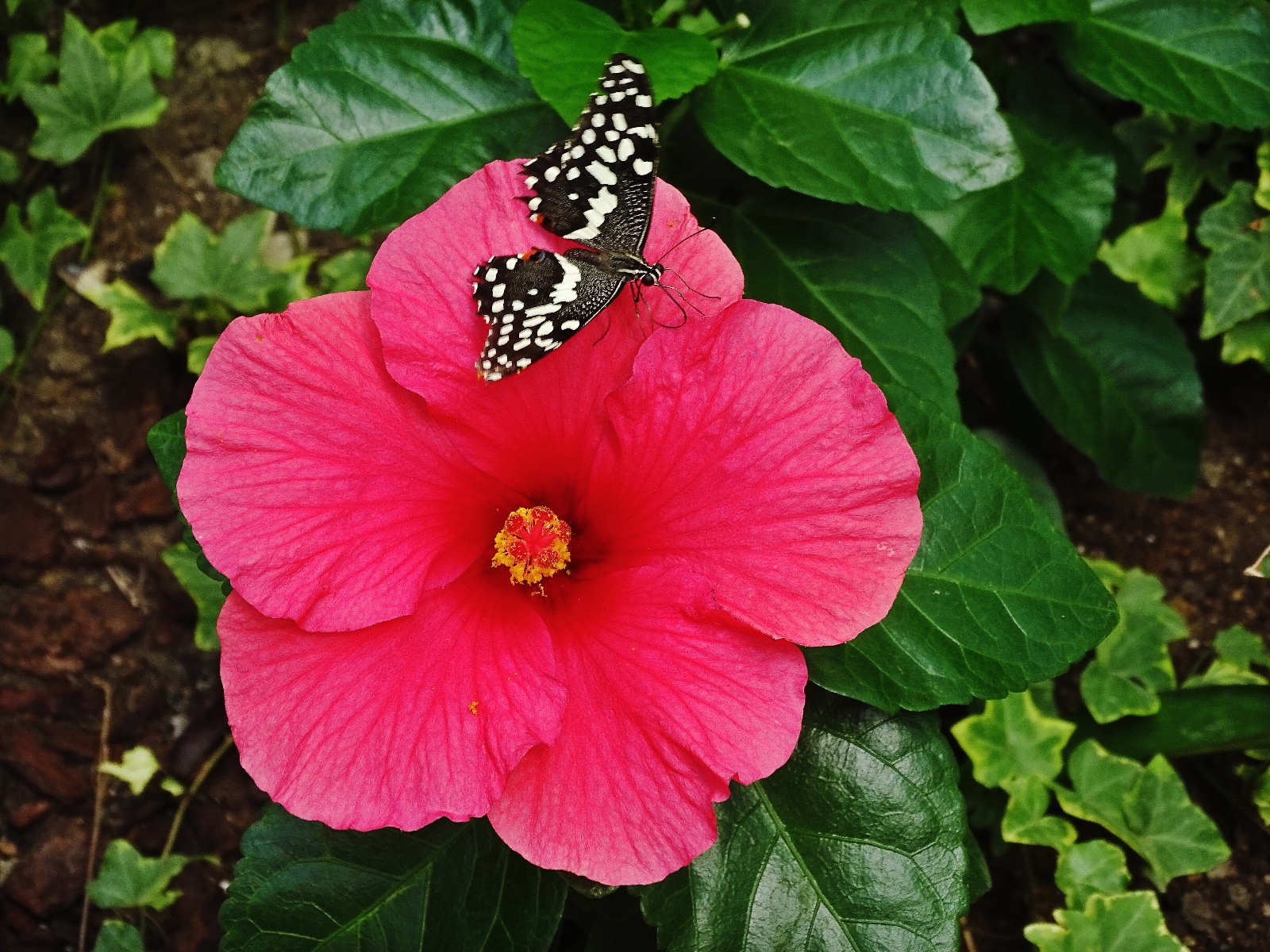Schmetterlingspark Fehmarn