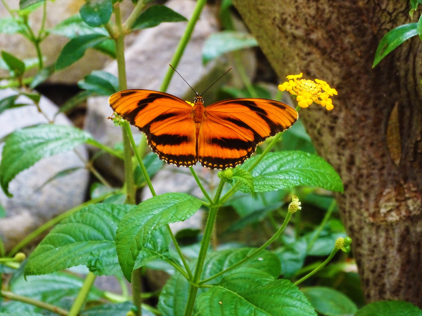 Schmetterlingspark Fehmarn