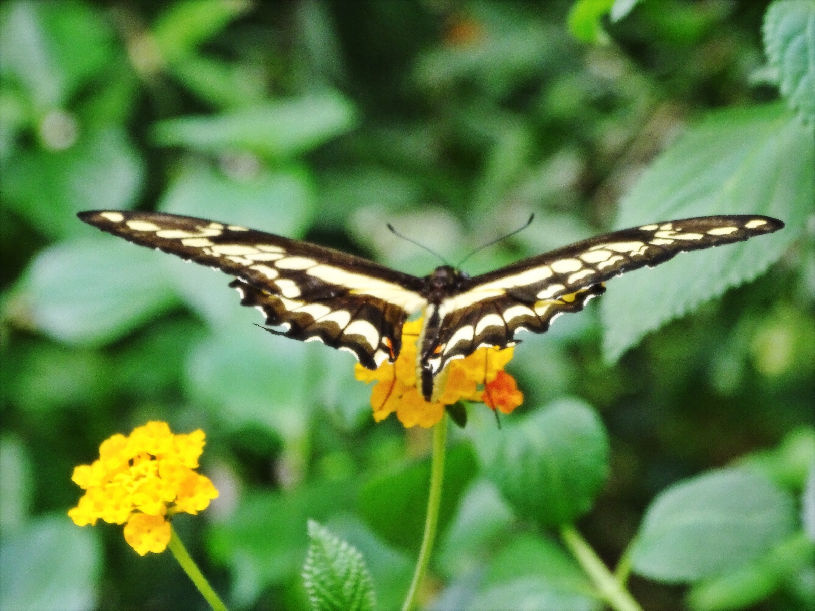 Schmetterlingspark Fehmarn
