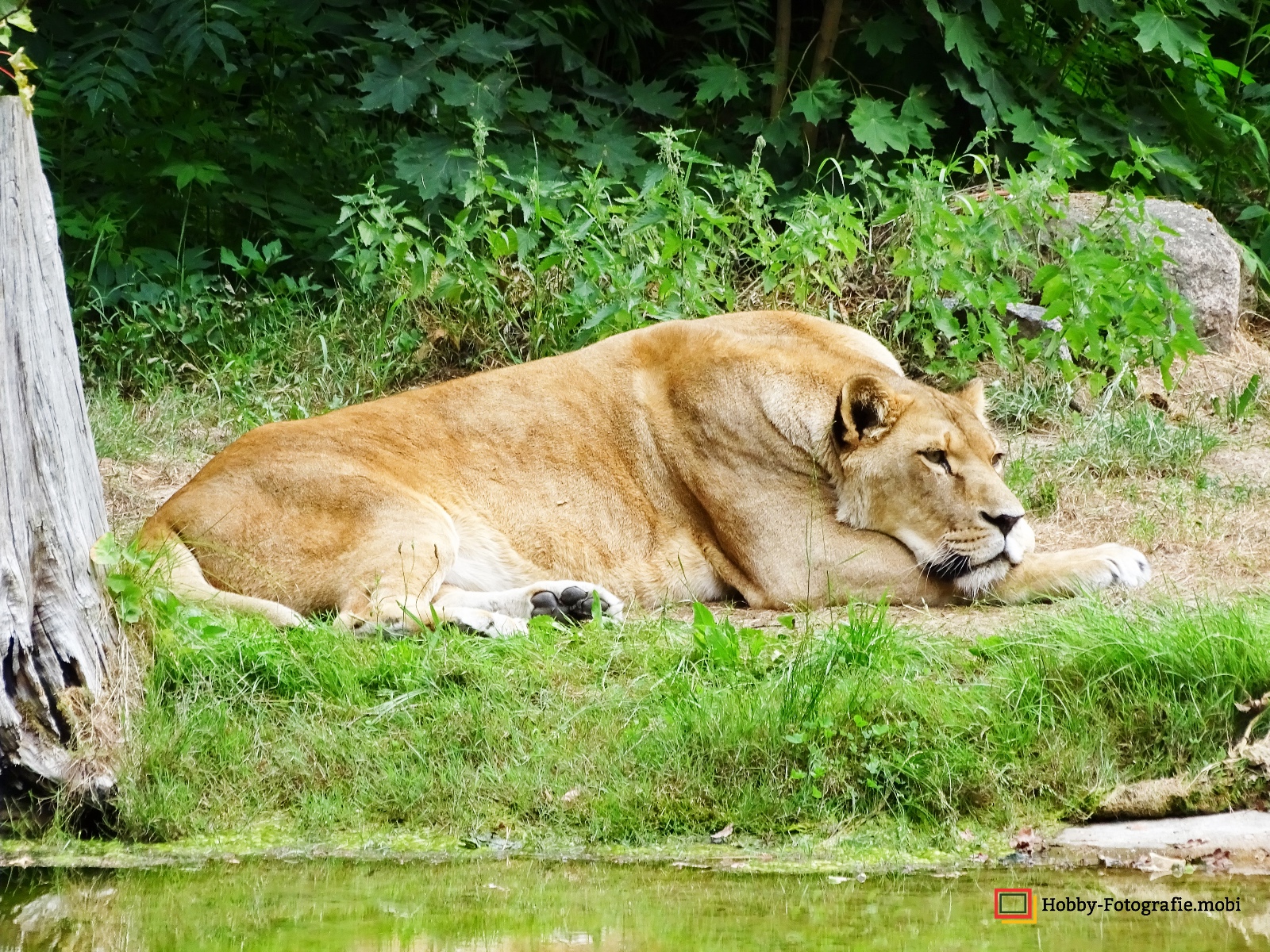 Zoo Rostock