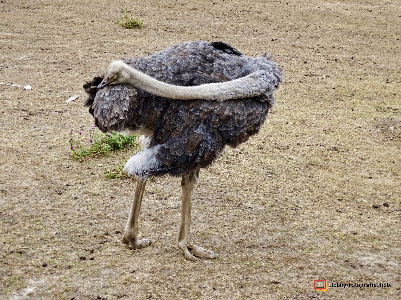 Kamelhof Sternberger Burg