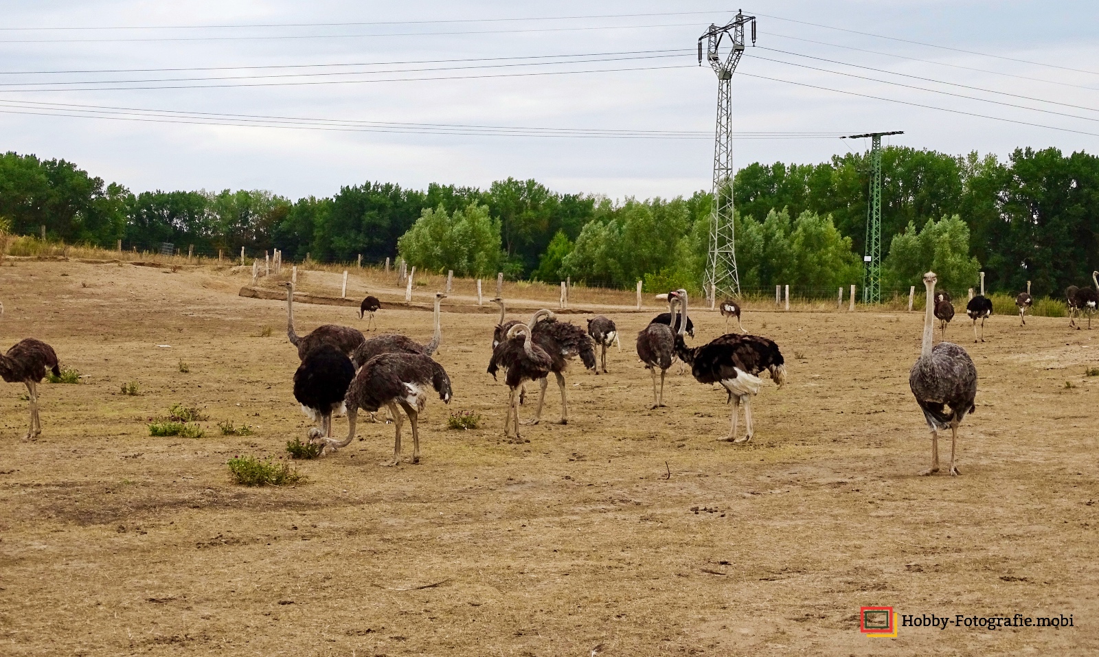 Kamelhof Sternberger Burg