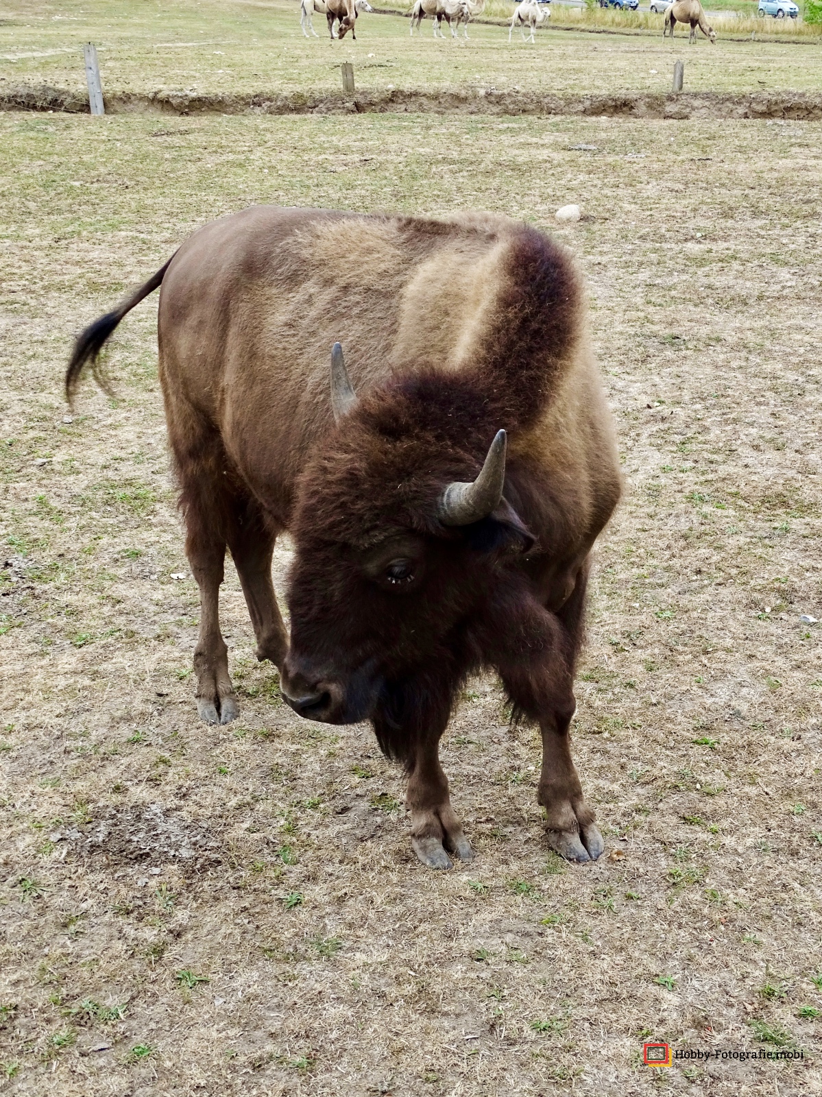 Kamelhof Sternberger Burg