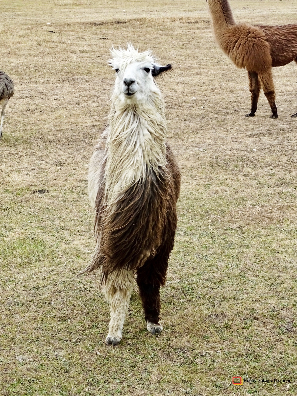 Kamelhof Sternberger Burg