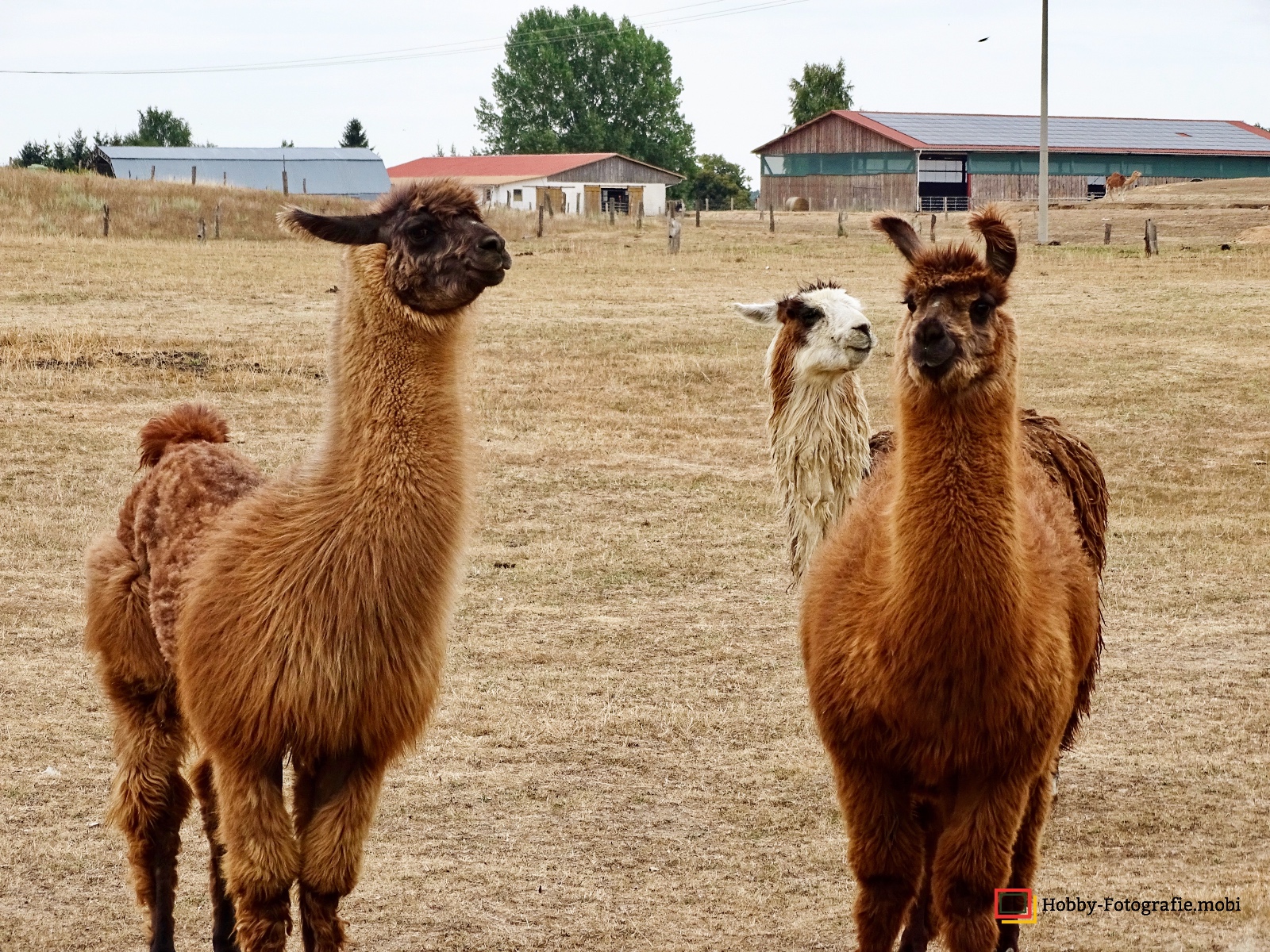 Kamelhof Sternberger Burg