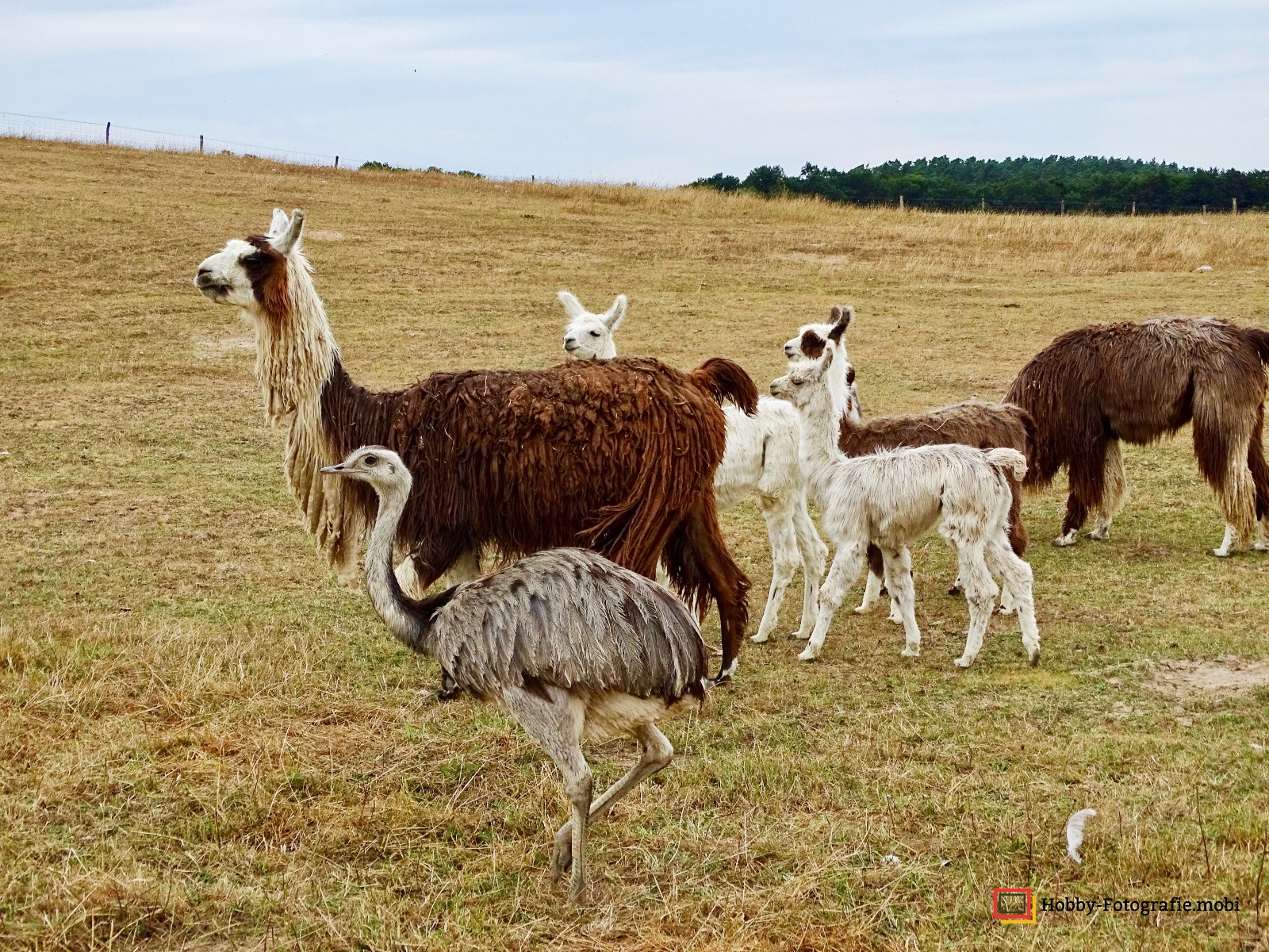 Kamelhof Sternberger Burg