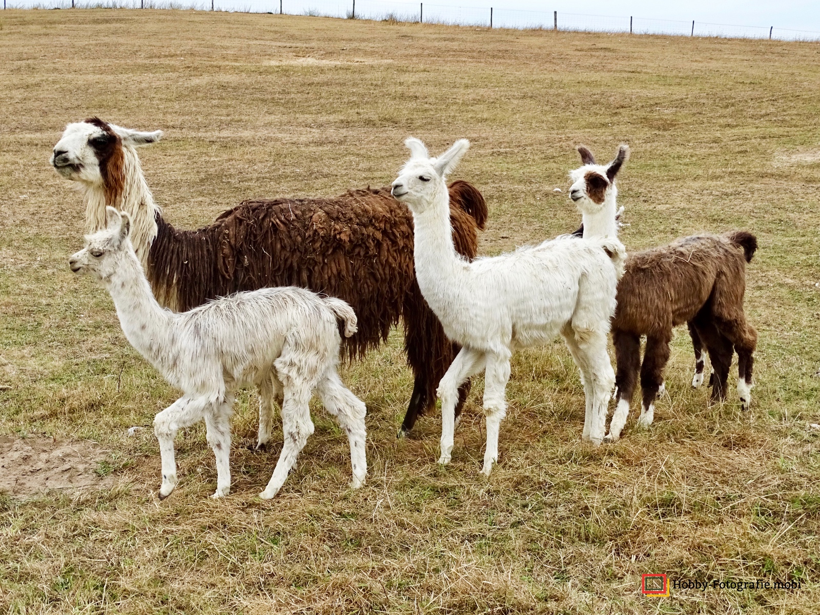 Kamelhof Sternberger Burg
