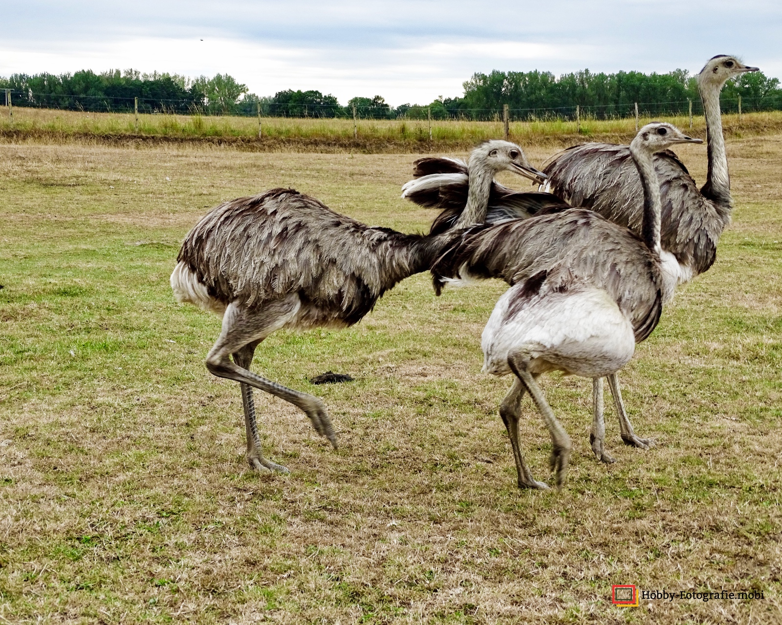 Kamelhof Sternberger Burg