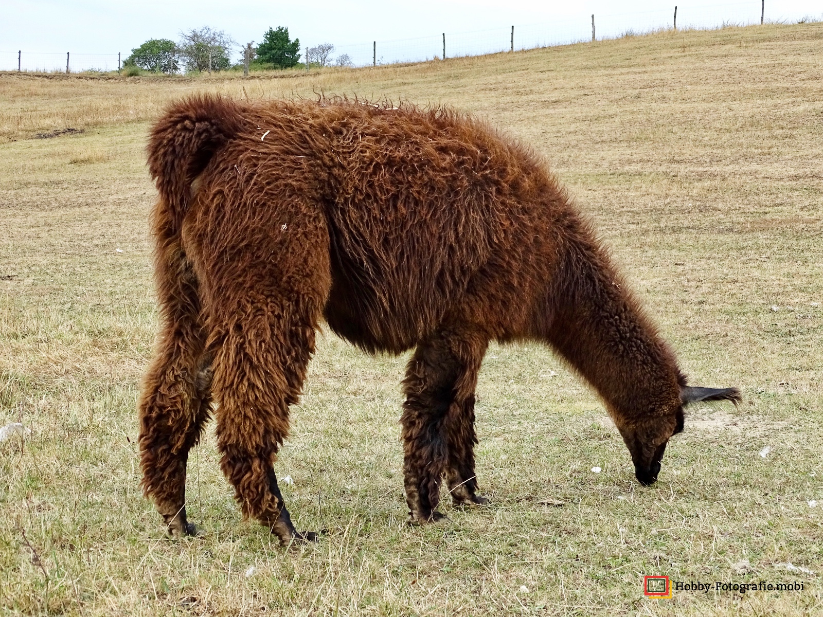 Kamelhof Sternberger Burg