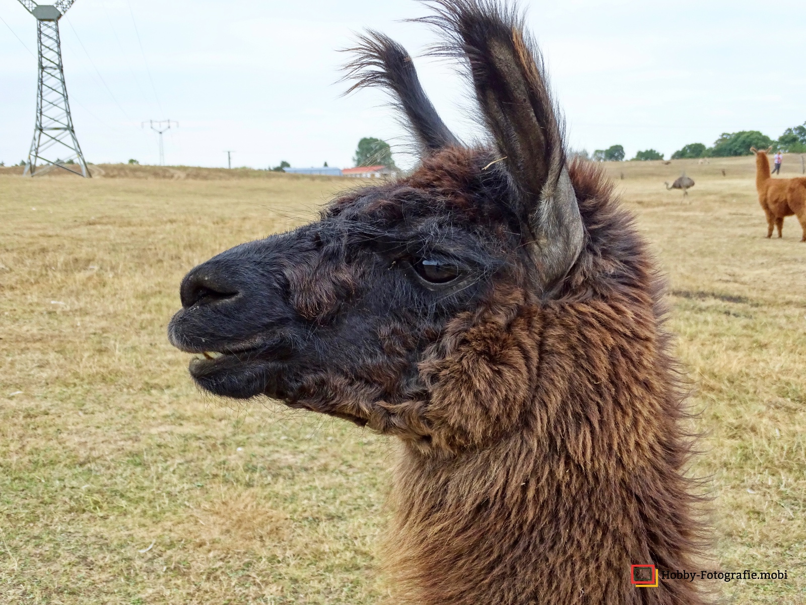 Kamelhof Sternberger Burg