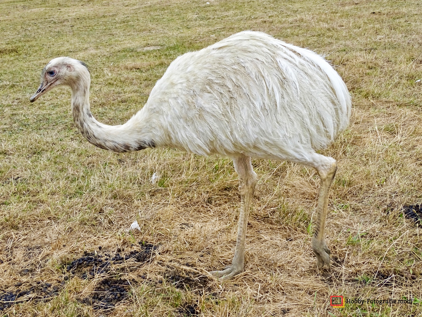 Kamelhof Sternberger Burg