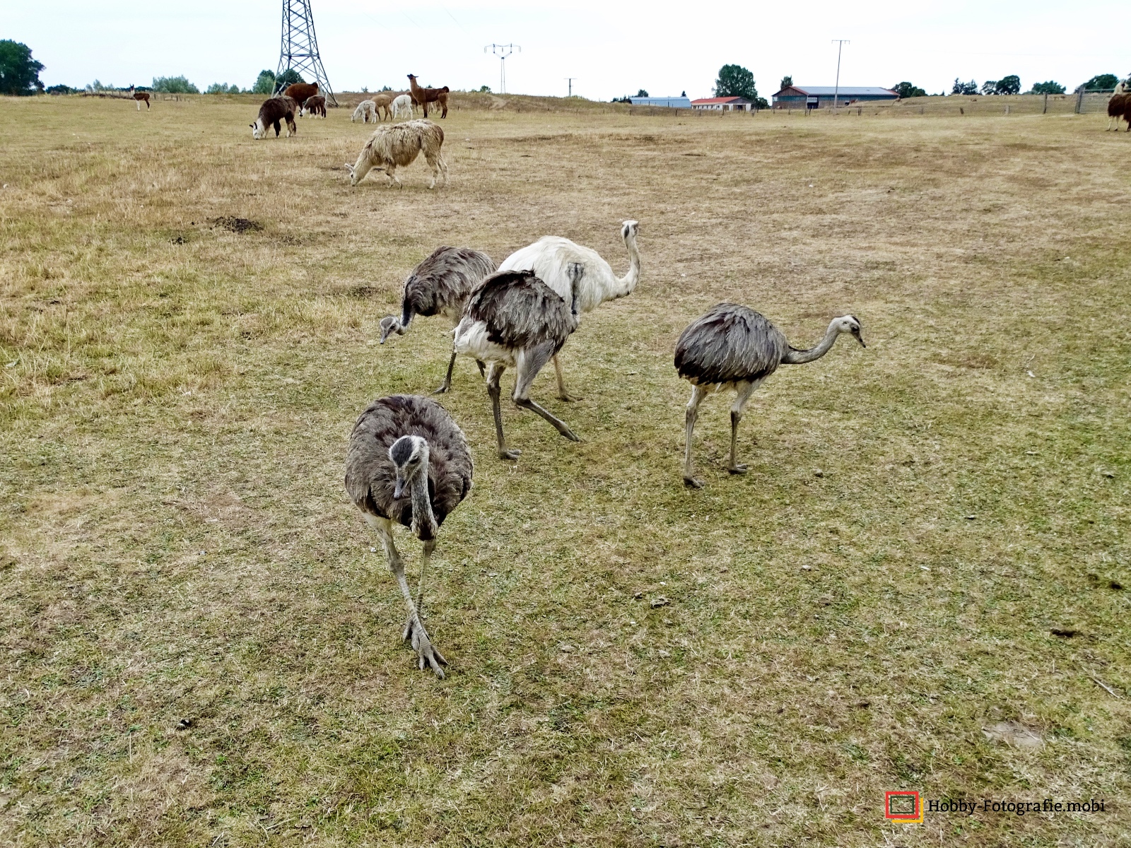 Kamelhof Sternberger Burg
