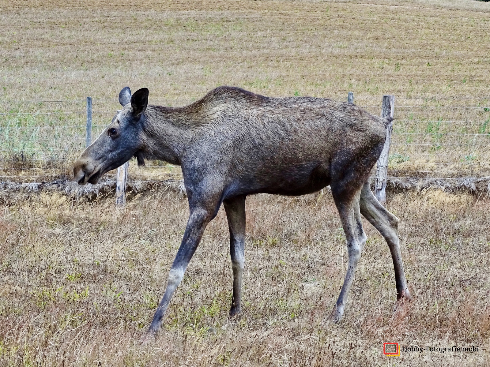 Kamelhof Sternberger Burg