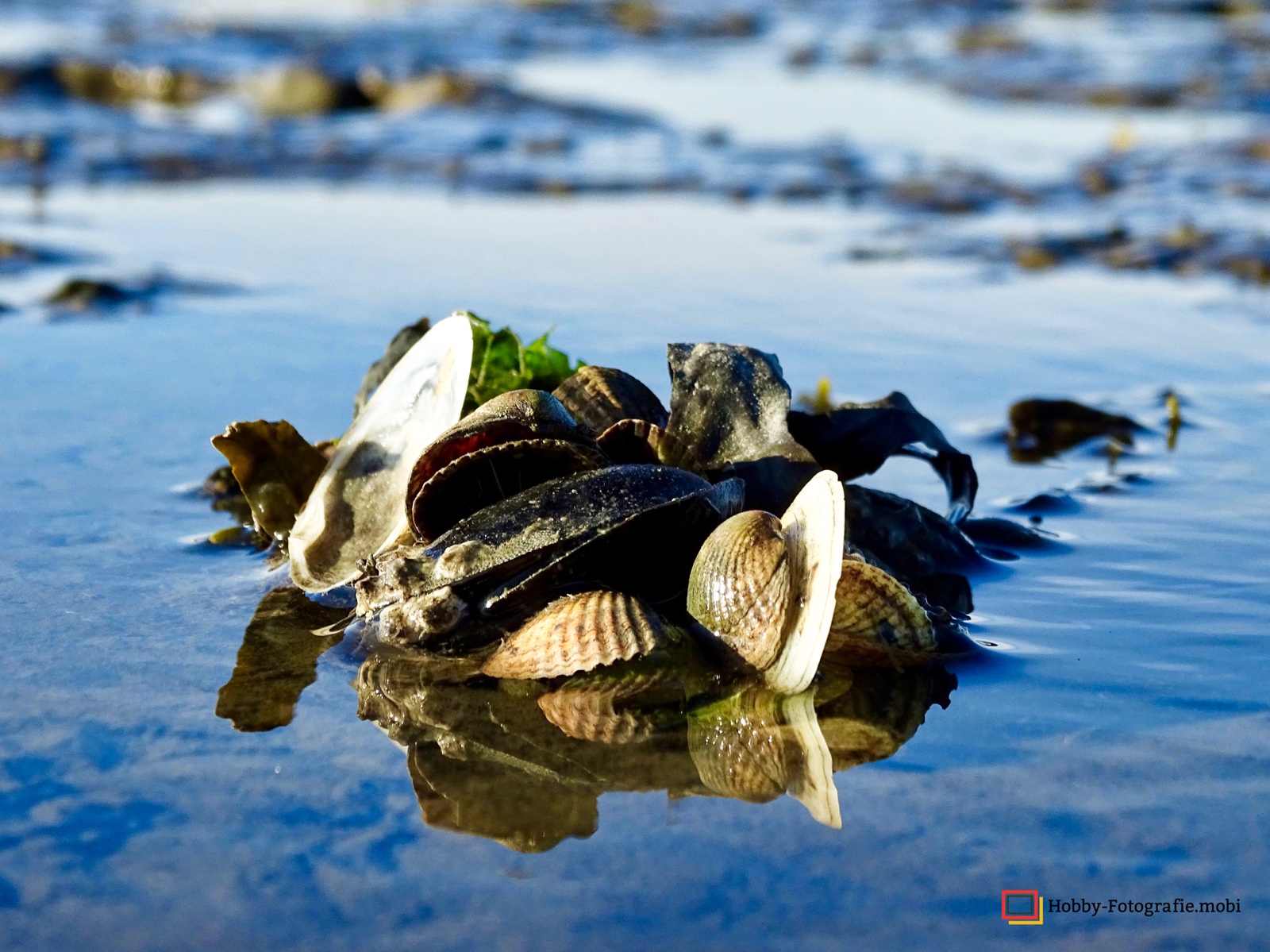 Strandfunde Nordsee 05