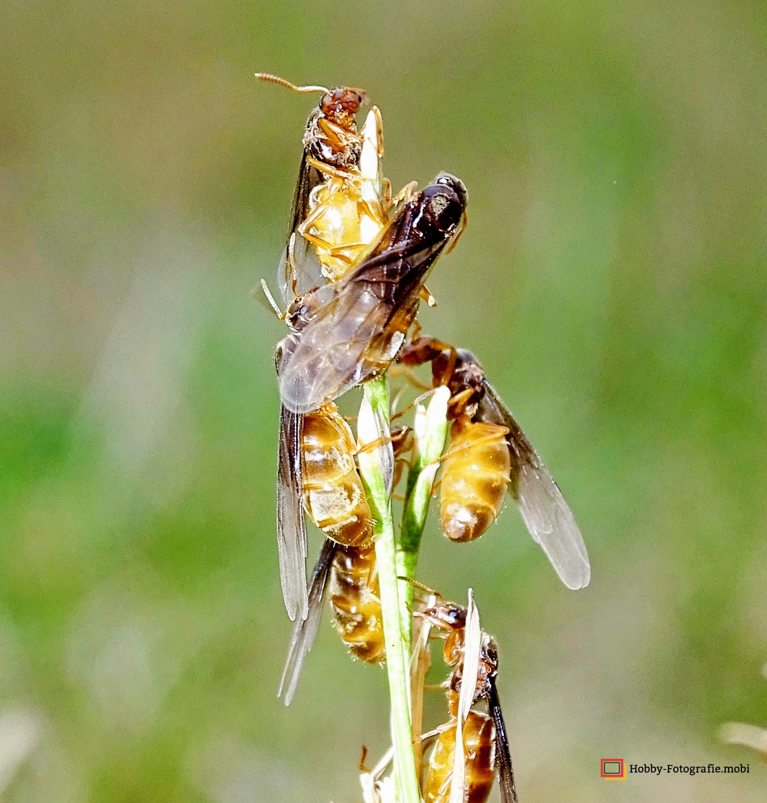 Ameisen in Nahaufnahme 06