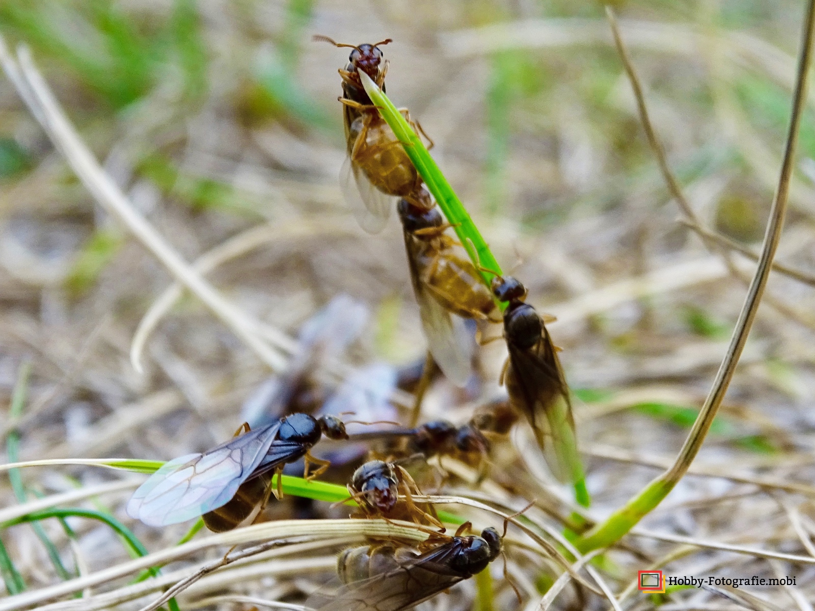 Ameisen in Nahaufnahme 11