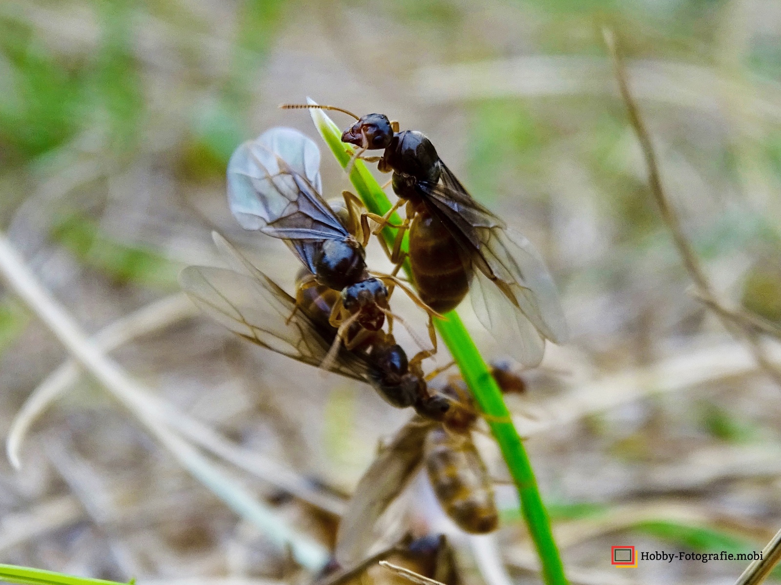 Ameisen in Nahaufnahme 13