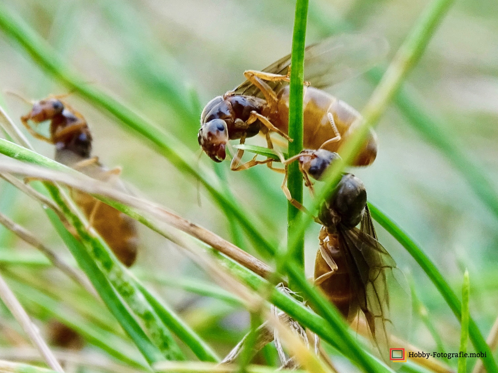 Ameisen in Nahaufnahme 17